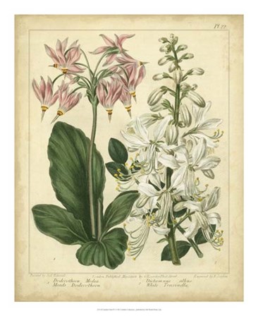 Garden Flora IV by Sydenham Edwards art print