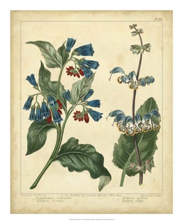 Garden Flora V by Sydenham Edwards art print