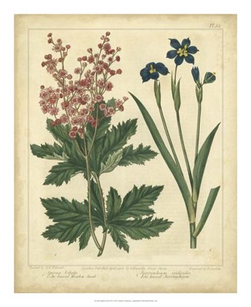 Garden Flora VII by Sydenham Edwards art print