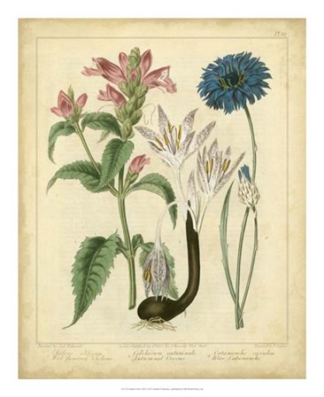 Garden Flora VIII by Sydenham Edwards art print