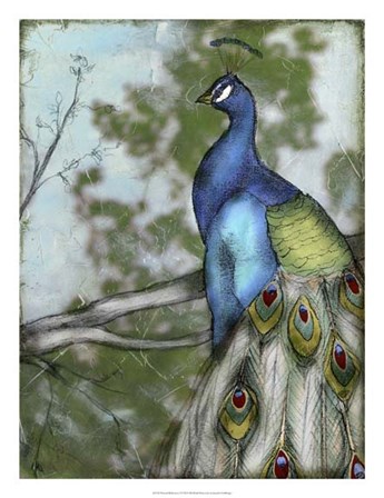 Peacock Reflections I by Jennifer Goldberger art print