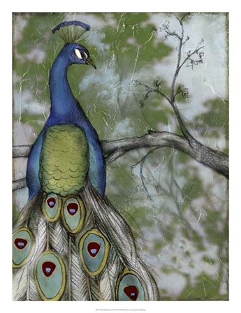 Peacock Reflections II by Jennifer Goldberger art print