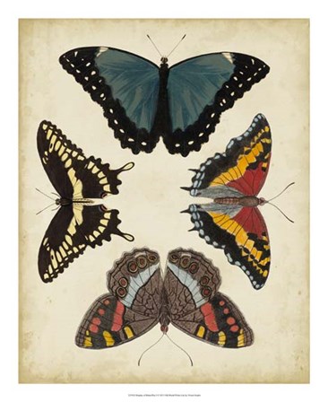 Display of Butterflies I by Vision Studio art print