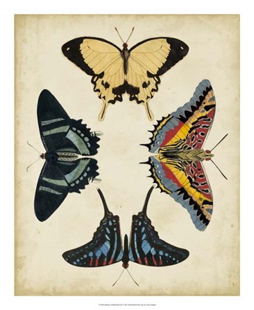 Display of Butterflies III by Vision Studio art print