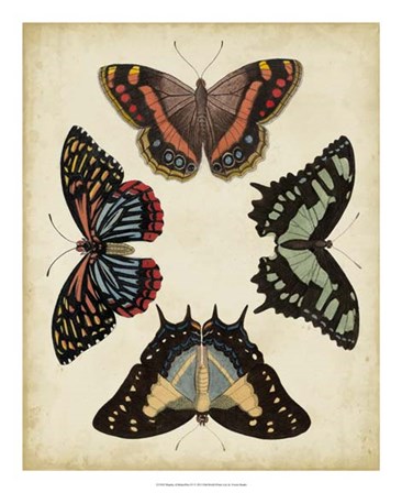 Display of Butterflies IV by Vision Studio art print