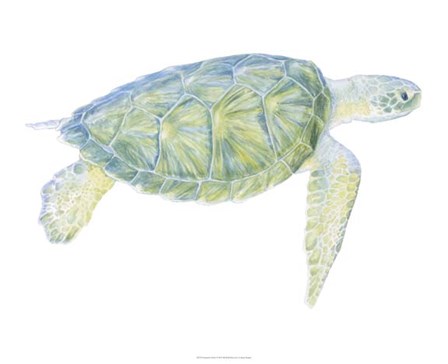 Tranquil Sea Turtle I by Megan Meagher art print