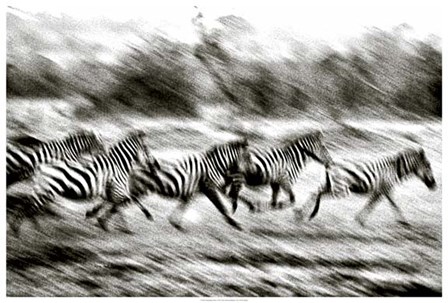 Stampeding Zebra by Colby Chester art print