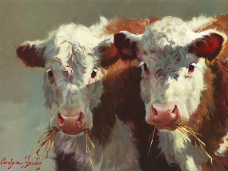 Cow Belles by Carolyne Hawley art print