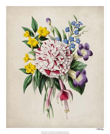 Spring Posy IV by Winslow Peachy art print