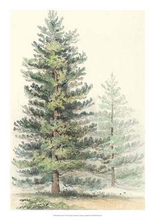 Majestic Pine I art print