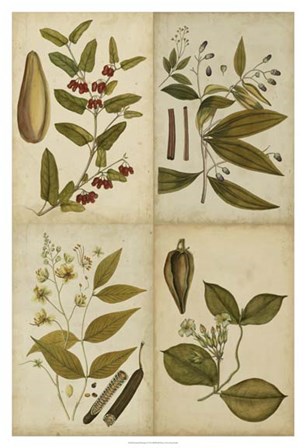 Botanical Montage I by Vision Studio art print