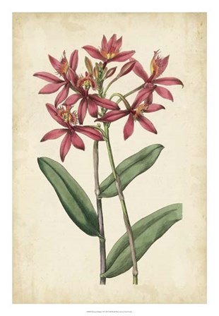 Botanical Display VI by Vision Studio art print