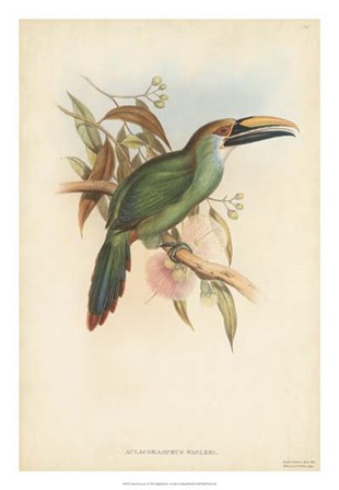 Tropical Toucans I by John Gould art print