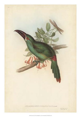 Tropical Toucans II by John Gould art print
