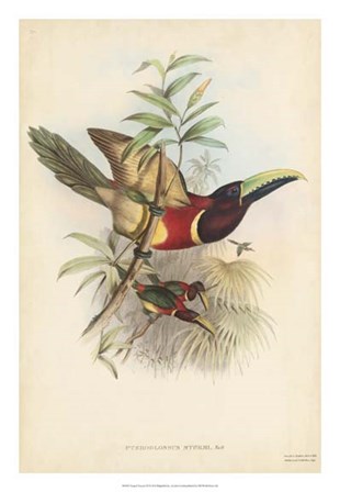 Tropical Toucans III by John Gould art print