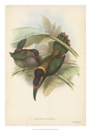 Tropical Toucans VI by John Gould art print