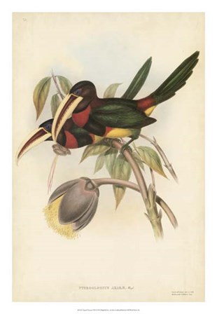 Tropical Toucans VIII by John Gould art print
