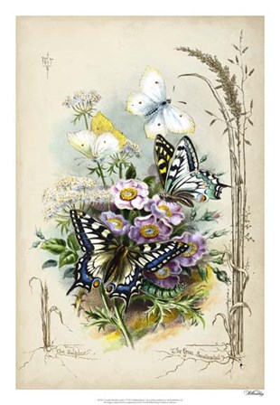 Victorian Butterfly Garden V by Vision Studio art print