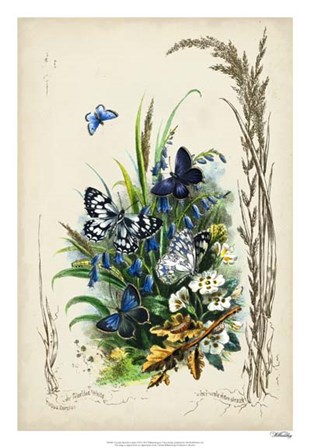 Victorian Butterfly Garden VIII by Vision Studio art print