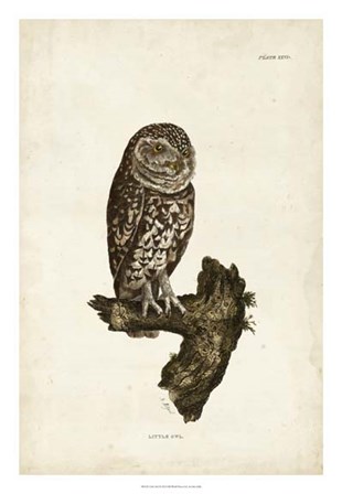 Little Owl by John Selby art print