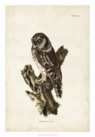 Tengmalm&#39;s Owl by John Selby art print