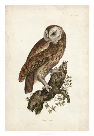 Tawny Owl by John Selby art print