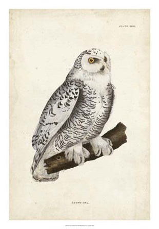 Snowy Owl by John Selby art print