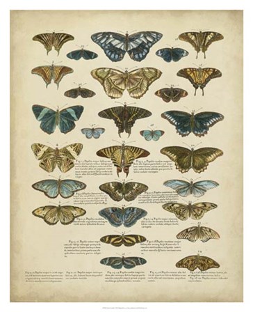 Tabula de Papilio by John Sloan art print