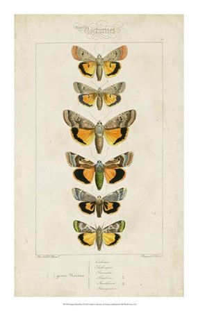 Pauquet Butterflies I by P. Pauquet art print