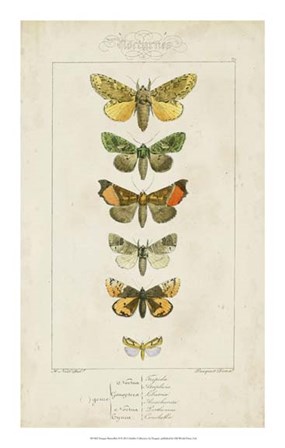 Pauquet Butterflies II by P. Pauquet art print