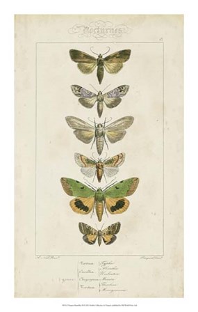 Pauquet Butterflies III by P. Pauquet art print