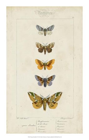 Pauquet Butterflies IV by P. Pauquet art print