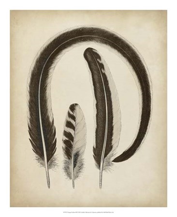 Vintage Feathers III art print