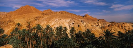 Palm trees in front of mountains, Chebika, Tunisia by Panoramic Images art print