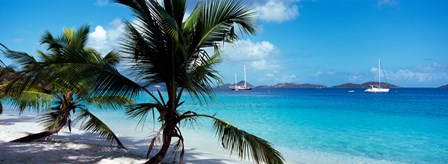 Palm trees on the beach, Salomon Beach, Virgin Islands National Park, St. John, US Virgin Islands by Panoramic Images art print