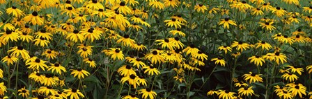 Field of Black-Eyed Susan flowers by Panoramic Images art print