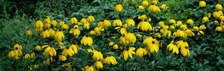 Autumn Sun Coneflower (Rudbeckia nitida) growing in a field by Panoramic Images art print