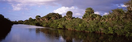 Trees along a channel, Venice, Sarasota County, Florida by Panoramic Images art print