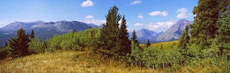 Trees with mountains in the background, Looking Glass, US Glacier National Park, Montana, USA by Panoramic Images art print