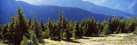 Evergreen trees with mountains in background, Olympic Mountains, Olympic Peninsula, Washington State, USA by Panoramic Images art print