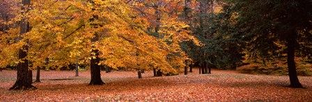 Trees in a park, Chestnut Ridge County Park, Orchard Park, Erie County, New York State, USA by Panoramic Images art print