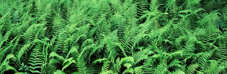 Ferns in a forest, Adirondack Mountains, Old Forge, Herkimer County, New York State, USA by Panoramic Images art print