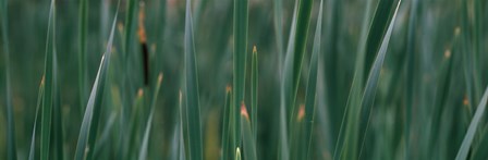 Close-up of weeds by Panoramic Images art print