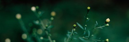 Close-up of small buds by Panoramic Images art print