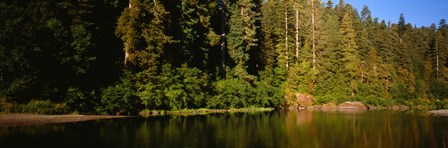 Reflection of trees in a river, Smith River, Jedediah Smith Redwoods State Park, California, USA by Panoramic Images art print