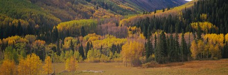 Aspen trees in a field, Maroon Bells, Pitkin County, Gunnison County, Colorado, USA by Panoramic Images art print