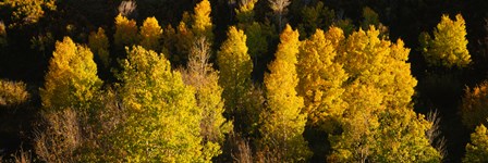 High angle view of Aspen trees in a forest, Telluride, San Miguel County, Colorado, USA by Panoramic Images art print