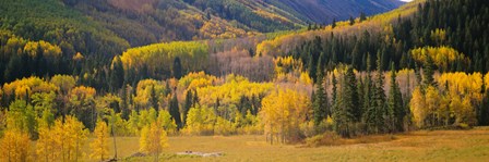 Aspen Trees in a Filed Telluride, Colorado by Panoramic Images art print