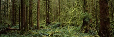Trees in a forest, Hoh Rainforest, Olympic Peninsula, Washington State, USA by Panoramic Images art print