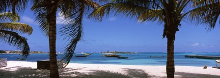 Palm trees on the beach, Anguilla by Panoramic Images art print